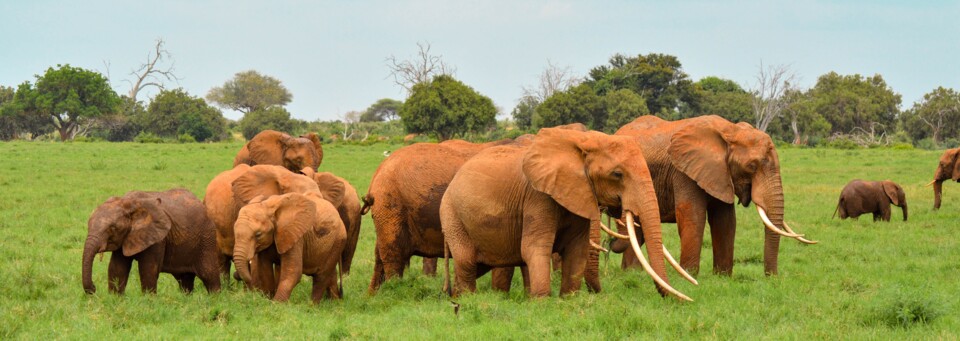Elefantenherde am Wasserloch, Tsavo-East-Nationalpark