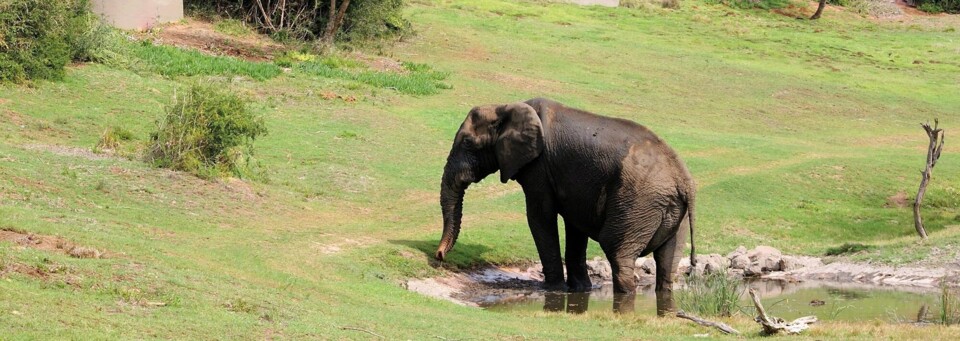 Elefant der Safari Lodge im Amakhala Game Reserve