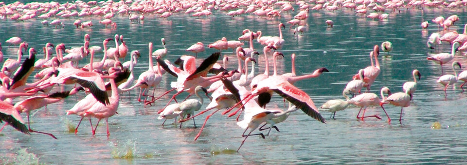 Flamingos im Makgadikgadi-Pfannen-Region Botswana