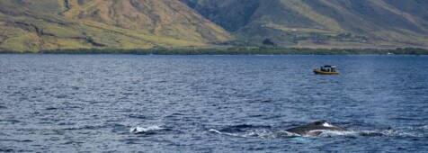 Walbeobachtung auf Maui