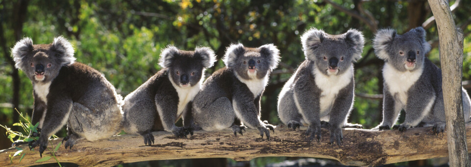 Koalas auf einem Baumstamm