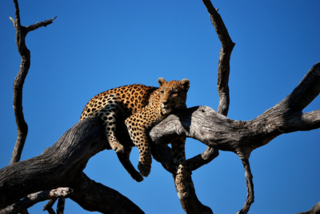 Okavango Delta, Botswana