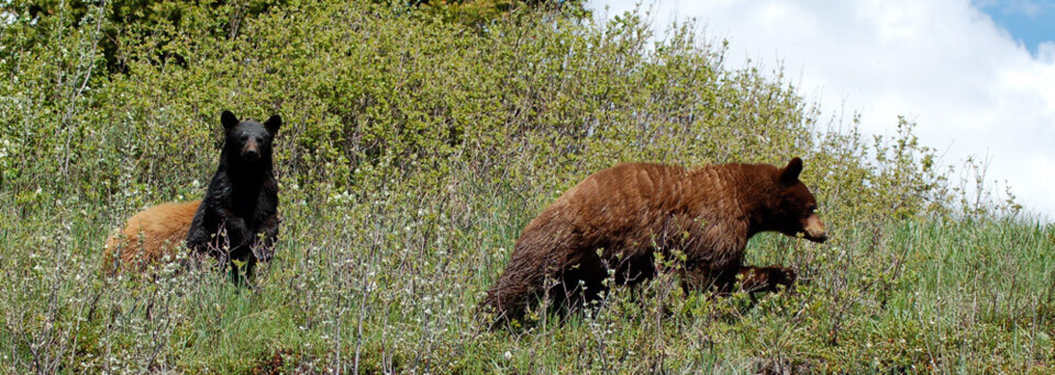 Kanada Reisebericht - Schwarzbären in ihrem natürlichen Lebensraum