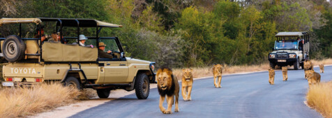 Abenteuer Krüger Nationalpark