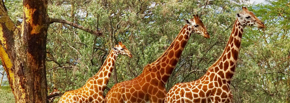 Kenia Reisebericht - Giraffen am Lake Nakuru