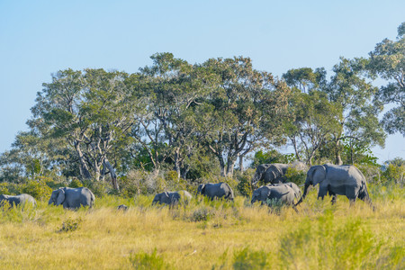 Okavango Delta Safari - Elefantenherde im Okavango Delta