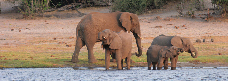 Chobe Nationalpark Elefantengruppe Botswana