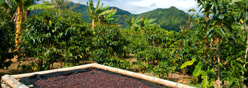 Kaffeeplantage in Panama