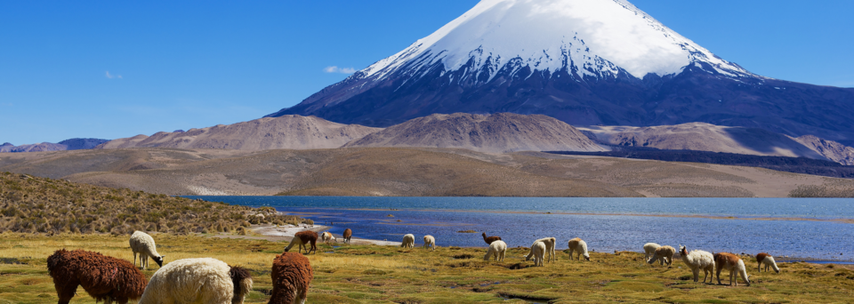 Lauca Nationalpark 