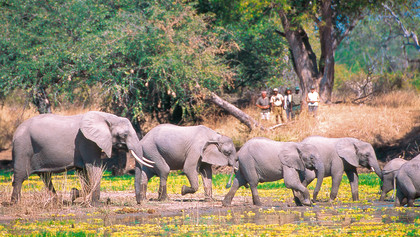 Elefantenherde Sambia