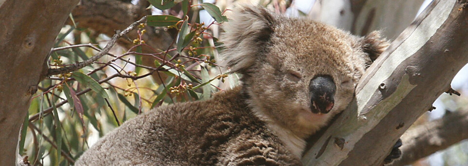 Koala auf Baum