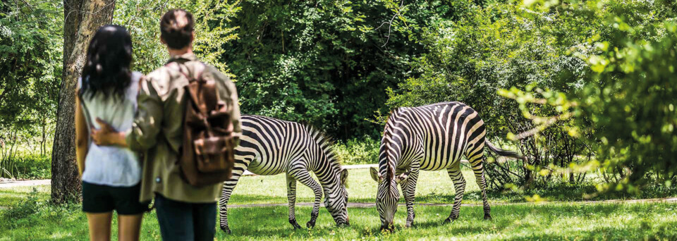 Garten und Zebras im Avani Victoria Falls Resort in Livingstone