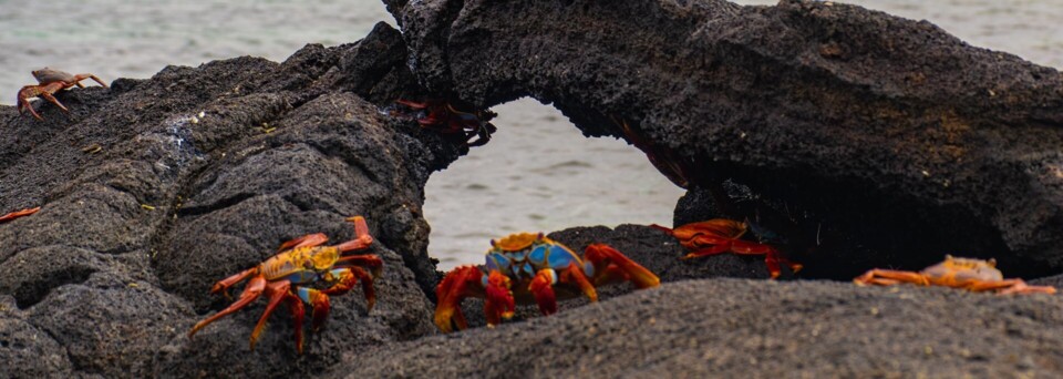Krabben auf den Galapagos Inseln