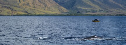 Walbeobachtung auf Maui