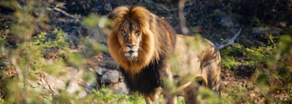Löwe im Nationalpark