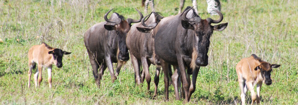 Tansania - Gnu Familie