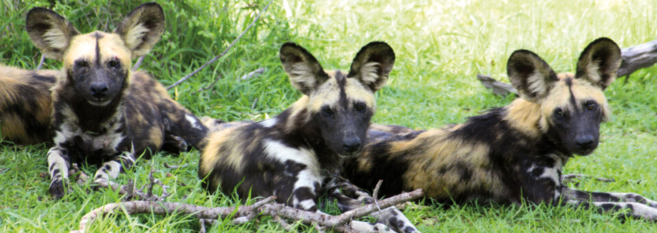 Selous Wildreservat - Wildhunde