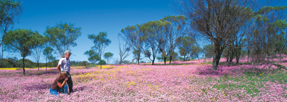 Blumenwiese Geraldton