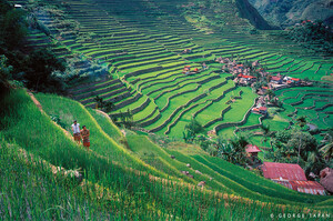 Reisterrassen in Banaue