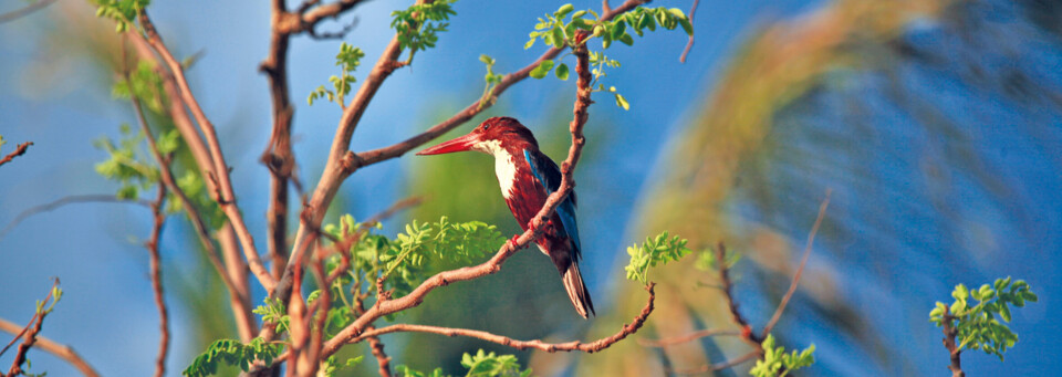 Vogel in Kui Buri Thailand