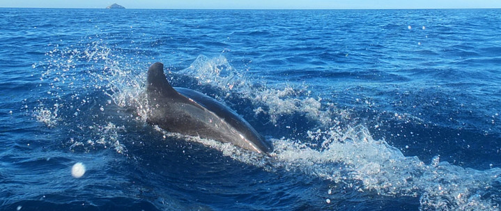 Galápagos Reisebericht - Deflin vor der Insel Bartolomé