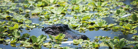 Everglades Wildlife Tour