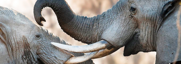Elefanten im South Luangwa Nationalpark in Sambia