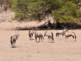 Reisebericht Namibia - Oryxe im Kgalagadi-Transfrontier-Nationalpark