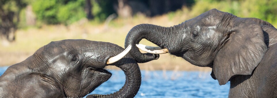 Chobe National Park Elefanten