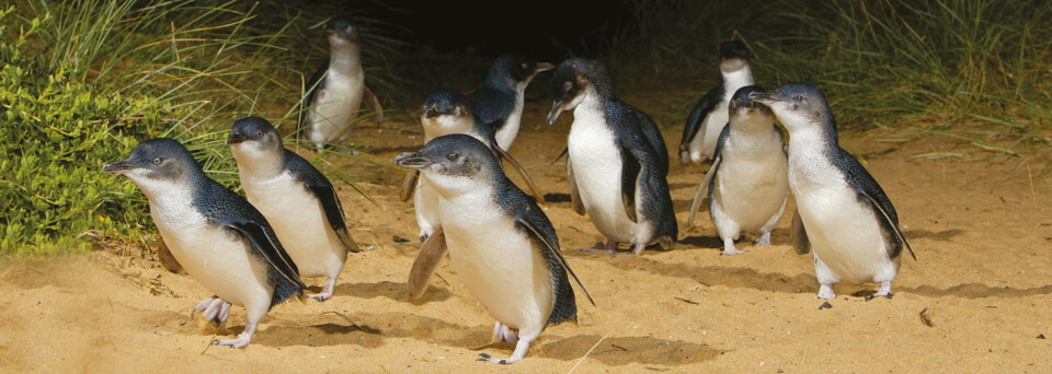 Pinguine am Strand von Phillip Island