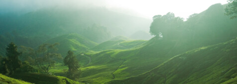 Teeplanagen in den Cameron Highlands