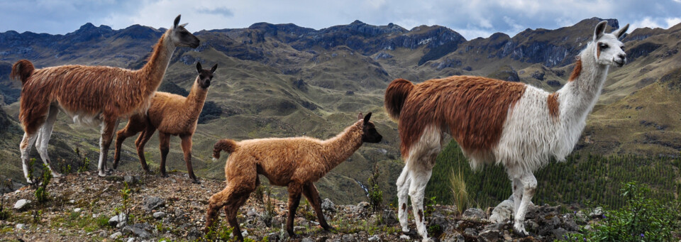Cajas Nationalpark