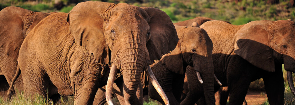 Elefanten in Kenias Nationalparks