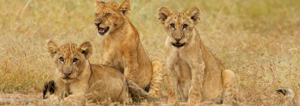 Löwenkinder im Selous Wildreservat