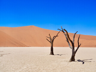 Namibia Reisebericht: Deadvlei