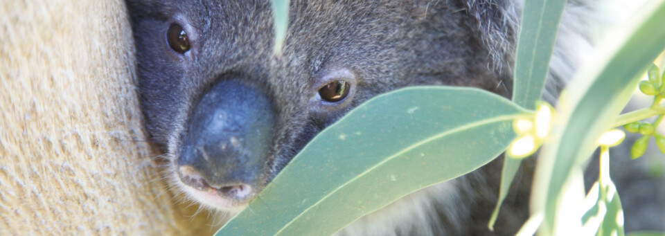 Koala - Great Ocean Ecolodge @ Conservation Ecology Centre Cape Otway