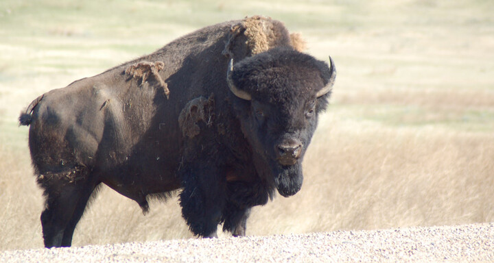 Kanada Reisebericht - Bison