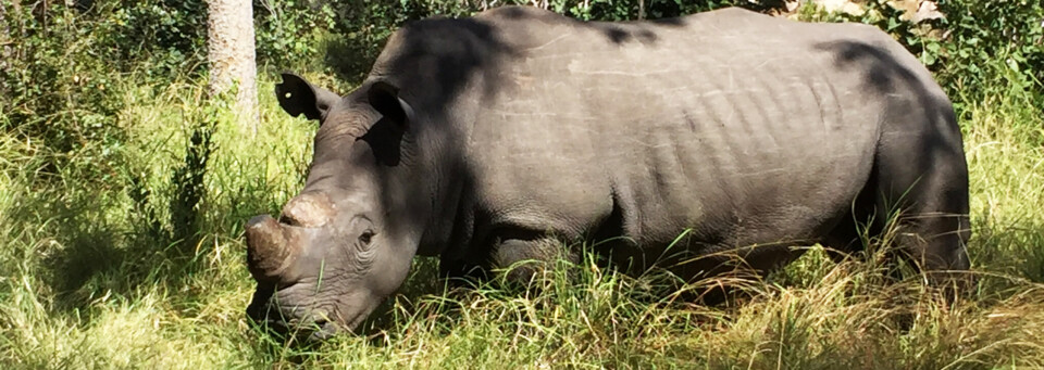 Nashorn im Matobo Nationalpark - Südliches Afrika Reisebericht