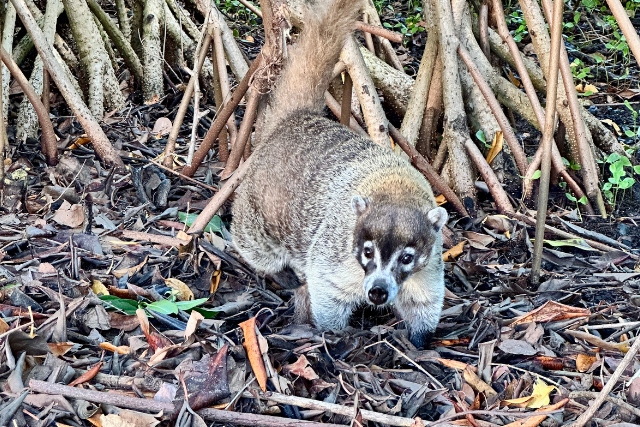 Coati (Nasenbär) in Playa del Carmen