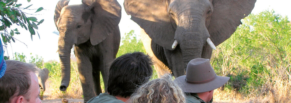 Wandersafari im Greater Krüger Nationalpark Südafrika