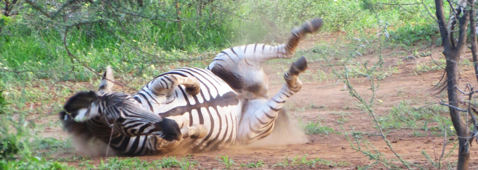 Reisebericht Südafrika - Eco Ranger Training Südafrika