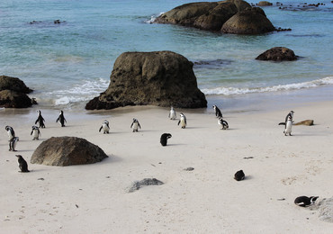 Reisebericht Südafrika - Pinguine am Boulder's Beach