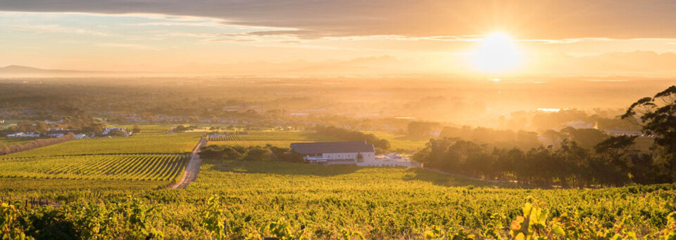 Weinfelder bei Sonnenuntergang am Steenberg Hotel & Spa