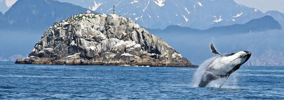 Buckelwal im Kenai Fjords Nationalpark