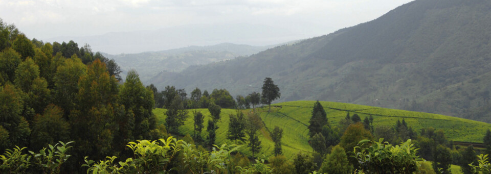 Blick auf Regenwald in Ruanda