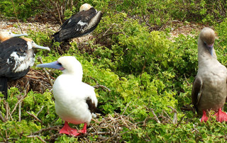 Galápagos Reisebericht - Rotfußtölpel auf Genovesa