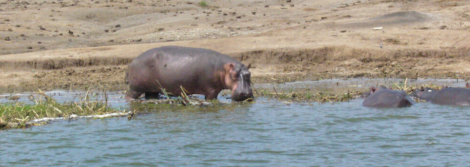 Uganda Reisebericht: Nashorn beim Baden