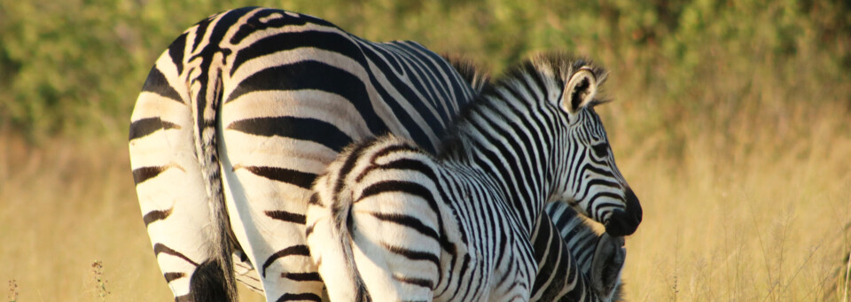 Zebras im Hwange Nationalpark - Südliches Afrika Reisebericht