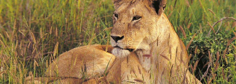 Löwin im Gras Kenia