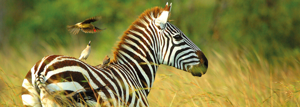 Zebra im Selous Wildreservat, Tansania